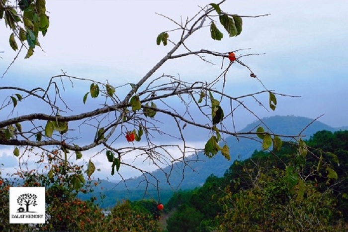 View tại Villa Đà Lạt D053